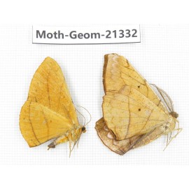 Geometridae sp. China, Yunnan, Nujiang valley, N of Mt.Biluoxueshan. 2Pcs. Moth-Geom-21332.