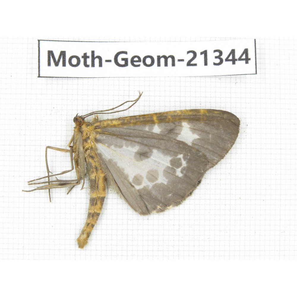 Geometridae sp. China, Yunnan, Nujiang valley, N of Mt.Biluoxueshan. 1Pcs. Moth-Geom-21344.