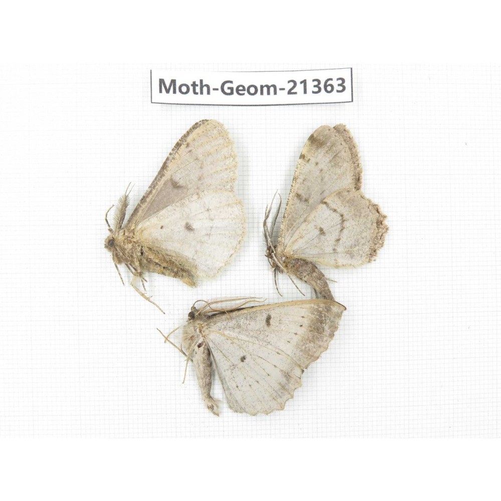 Geometridae sp. China, Yunnan, Nujiang valley, N of Mt.Biluoxueshan. 3Pcs. Moth-Geom-21363.