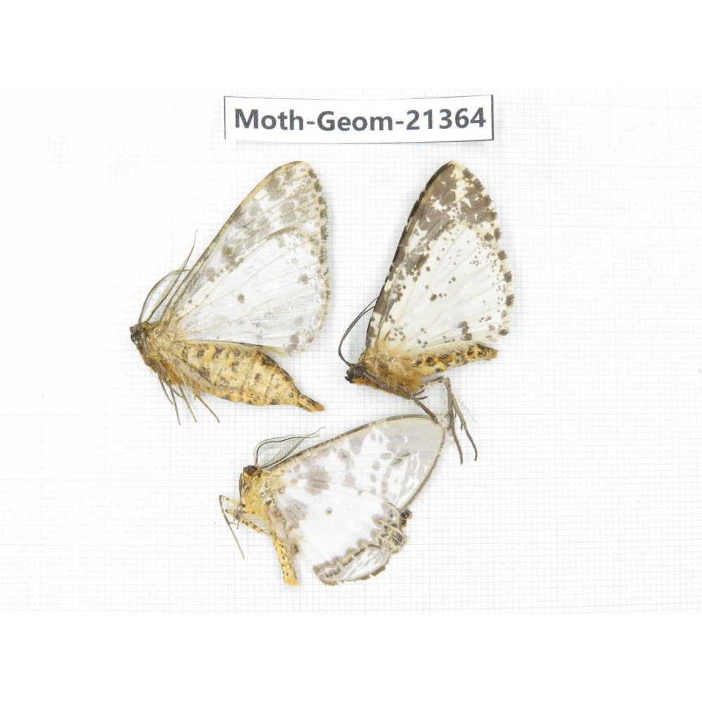 Geometridae sp. China, Yunnan, Nujiang valley, N of Mt.Biluoxueshan. 3Pcs. Moth-Geom-21364.