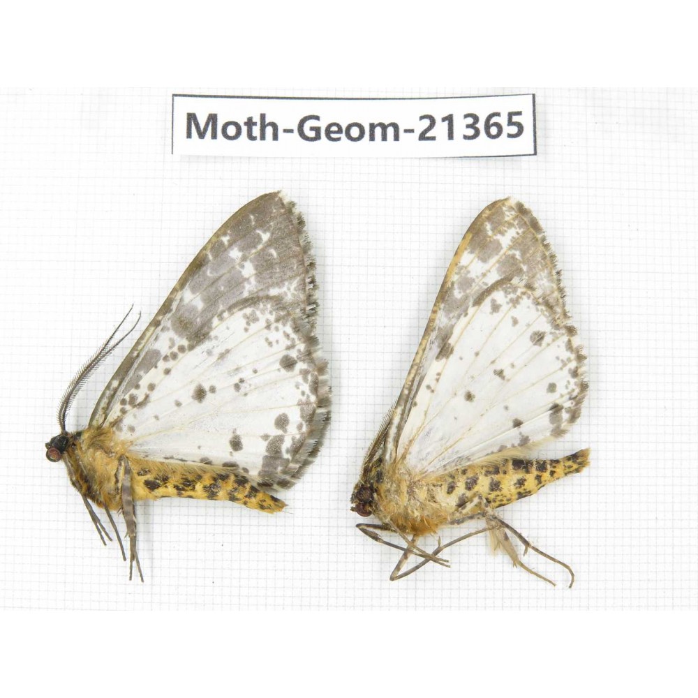 Geometridae sp. China, Yunnan, Nujiang valley, N of Mt.Biluoxueshan. 2Pcs. Moth-Geom-21365.