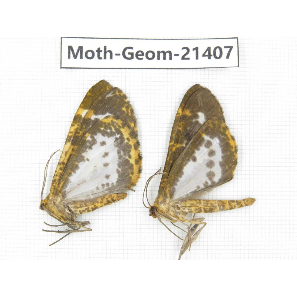 Geometridae sp. China, Yunnan, Nujiang valley, N of Mt.Biluoxueshan. 2Pcs. Moth-Geom-21407.