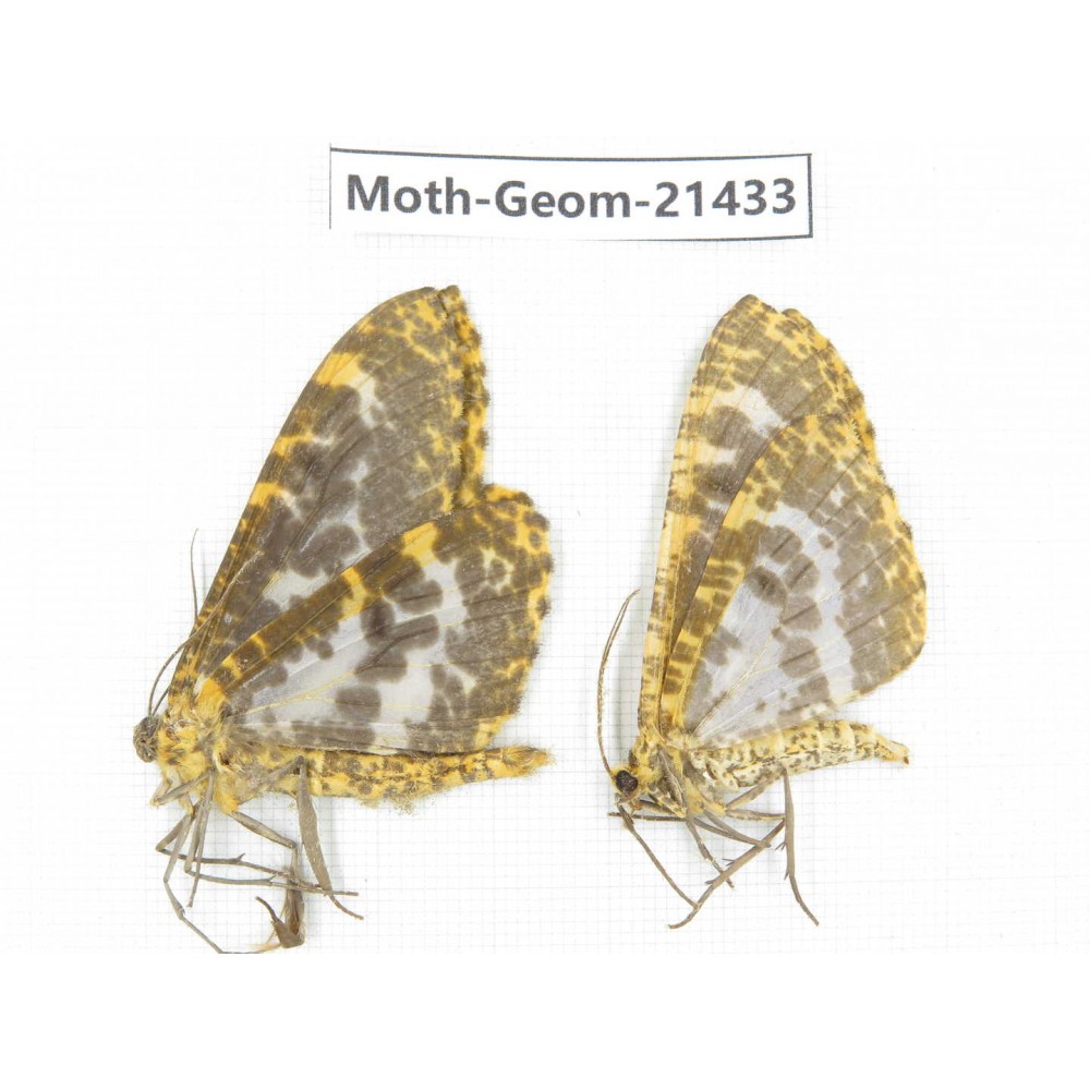 Geometridae sp. China, Yunnan, Nujiang valley, N of Mt.Biluoxueshan. 2Pcs. Moth-Geom-21433.