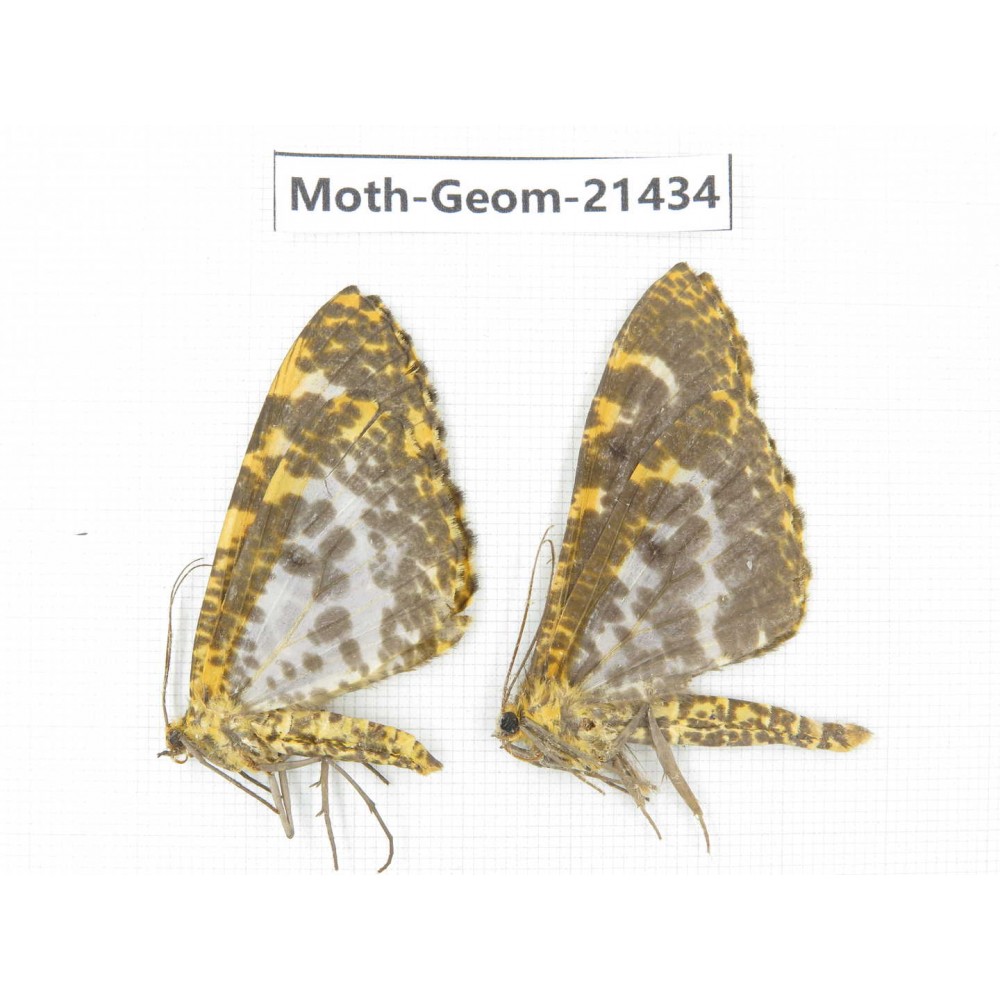 Geometridae sp. China, Yunnan, Nujiang valley, N of Mt.Biluoxueshan. 2Pcs. Moth-Geom-21434.