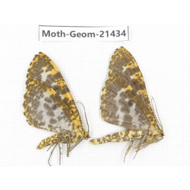 Geometridae sp. China, Yunnan, Nujiang valley, N of Mt.Biluoxueshan. 2Pcs. Moth-Geom-21434.