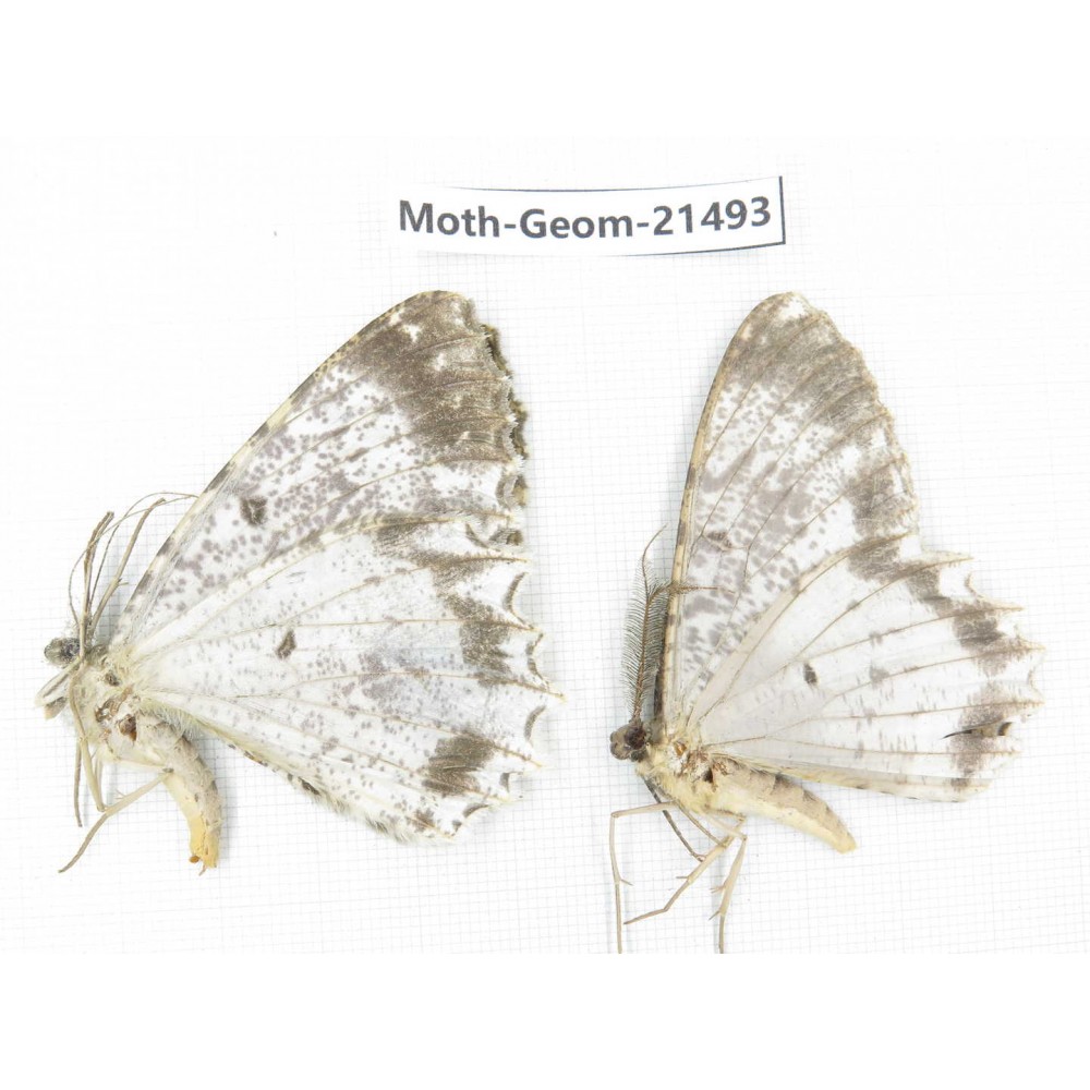 Geometridae sp. China, Yunnan, Nujiang valley, N of Mt.Biluoxueshan. 2Pcs. Moth-Geom-21493.