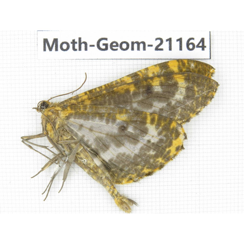 Geometridae sp. China, Yunnan, Nujiang, N Part of Mt.Nushan. 1Pcs. Moth-Geom-21164.