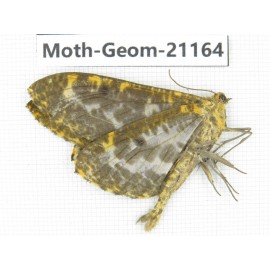 Geometridae sp. China, Yunnan, Nujiang, N Part of Mt.Nushan. 1Pcs. Moth-Geom-21164.