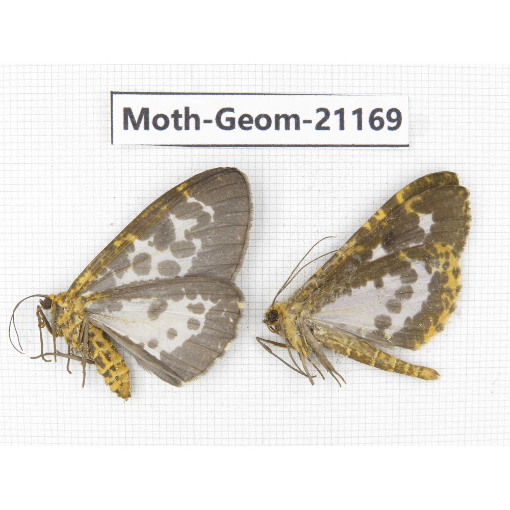 Geometridae sp. China, Yunnan, Nujiang, N Part of Mt.Nushan. 2Pcs. Moth-Geom-21169.