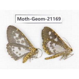 Geometridae sp. China, Yunnan, Nujiang, N Part of Mt.Nushan. 2Pcs. Moth-Geom-21169.