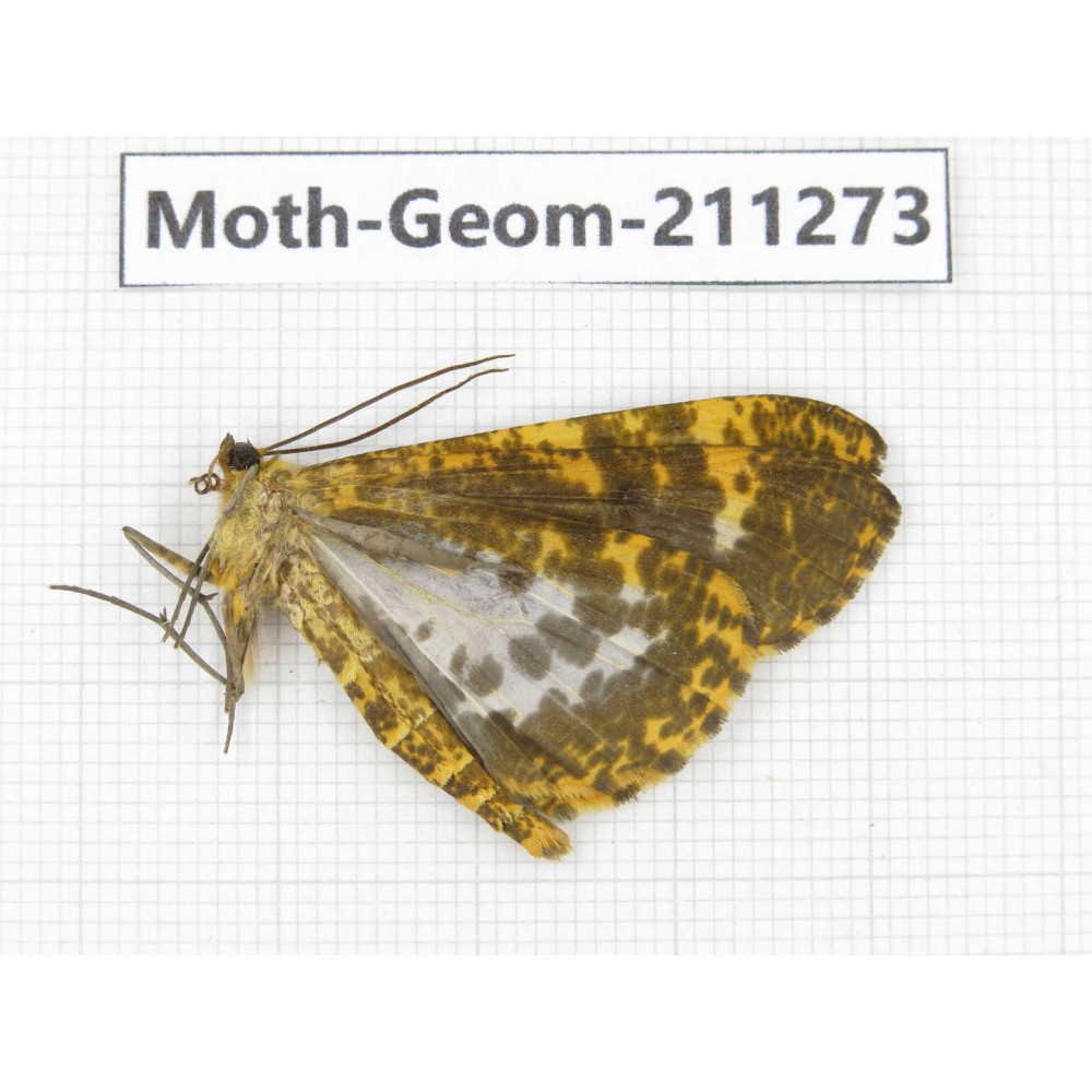 Geometridae sp. China, Yunnan, Nujiang, N of Mt.Biluoxueshan. 1Pcs. Moth-Geom-211273.
