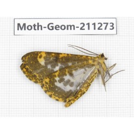 Geometridae sp. China, Yunnan, Nujiang, N of Mt.Biluoxueshan. 1Pcs. Moth-Geom-211273.