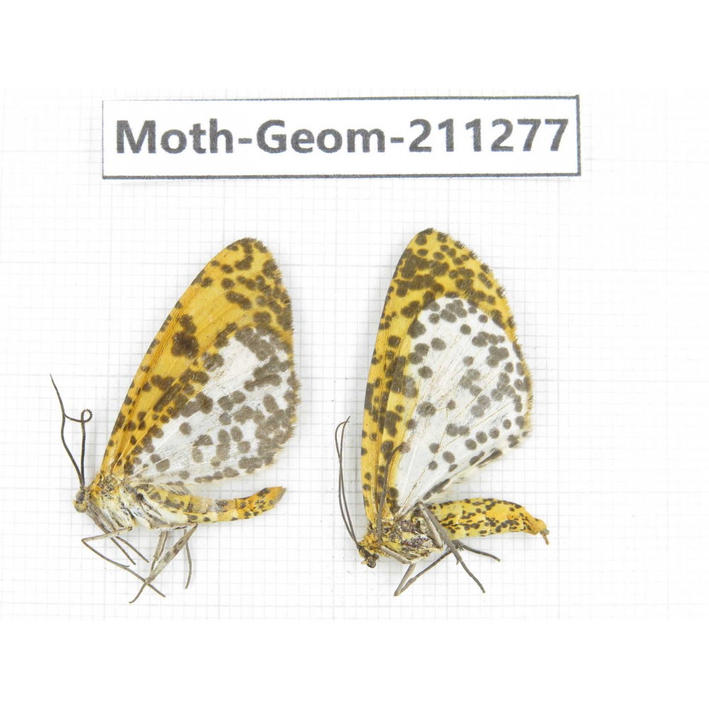 Geometridae sp. China, Yunnan, Nujiang, N of Mt.Biluoxueshan. 2Pcs. Moth-Geom-211277.