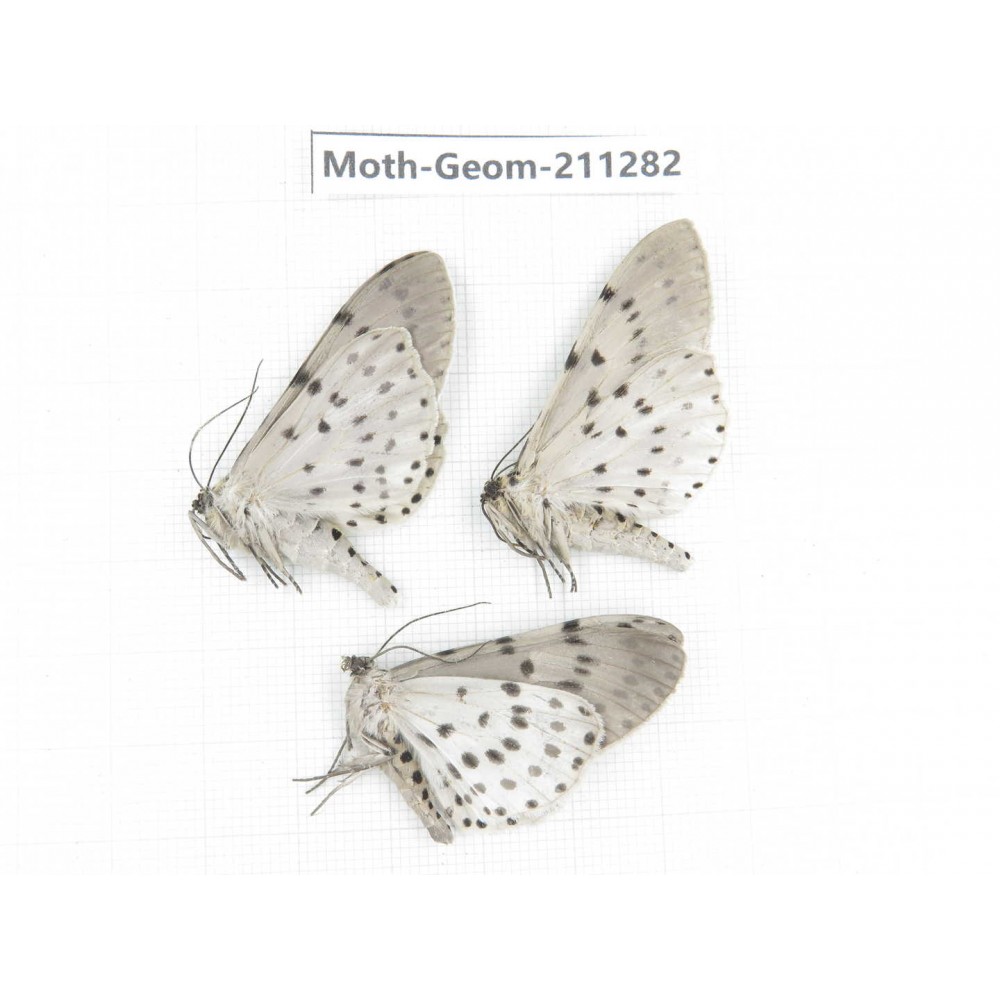 Geometridae sp. China, Yunnan, Nujiang, N of Mt.Biluoxueshan. 3Pcs. Moth-Geom-211282.