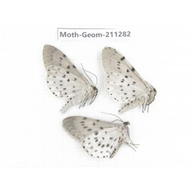 Geometridae sp. China, Yunnan, Nujiang, N of Mt.Biluoxueshan. 3Pcs. Moth-Geom-211282.