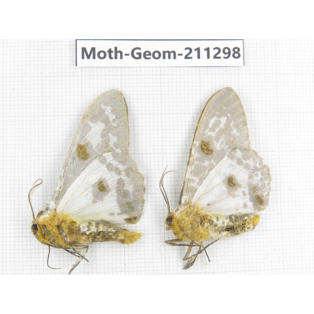 Geometridae sp. China, Yunnan, Nujiang, N of Mt.Biluoxueshan. 2Pcs. Moth-Geom-211298.