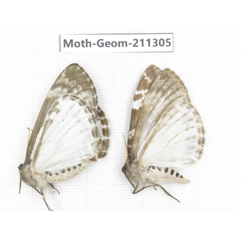 Geometridae sp. China, Yunnan, Nujiang, N of Mt.Biluoxueshan. 2Pcs. Moth-Geom-211305.