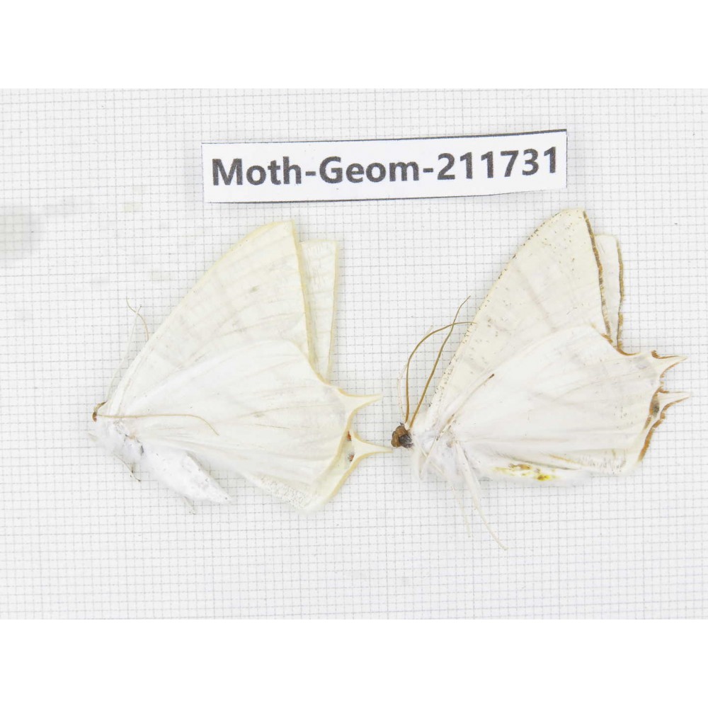 Geometridae sp. China, Yunnan, Nujiang, N of Mt.Biluoxueshan.2Pcs. Moth-Geom-211731.