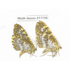 Geometridae sp. China, Yunnan, Nujiang, N of Mt.Biluoxueshan.2Pcs. Moth-Geom-211736.