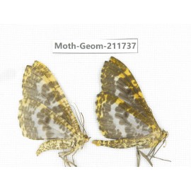 Geometridae sp. China, Yunnan, Nujiang, N of Mt.Biluoxueshan.2Pcs. Moth-Geom-211737.