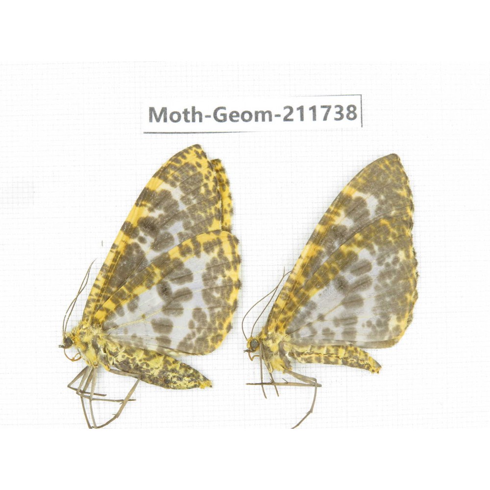 Geometridae sp. China, Yunnan, Nujiang, N of Mt.Biluoxueshan.2Pcs. Moth-Geom-211738.