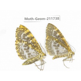 Geometridae sp. China, Yunnan, Nujiang, N of Mt.Biluoxueshan.2Pcs. Moth-Geom-211738.