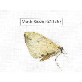 Geometridae sp. China, Yunnan, Nujiang, N of Mt.Biluoxueshan.1Pcs. Moth-Geom-211767.