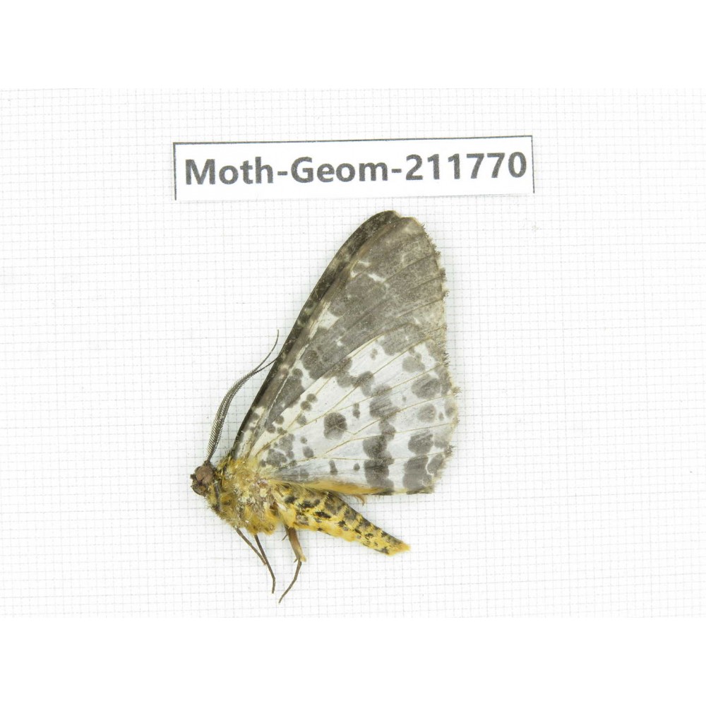 Geometridae sp. China, Yunnan, Nujiang, N of Mt.Biluoxueshan.1Pcs. Moth-Geom-211770.