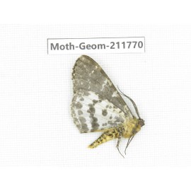 Geometridae sp. China, Yunnan, Nujiang, N of Mt.Biluoxueshan.1Pcs. Moth-Geom-211770.