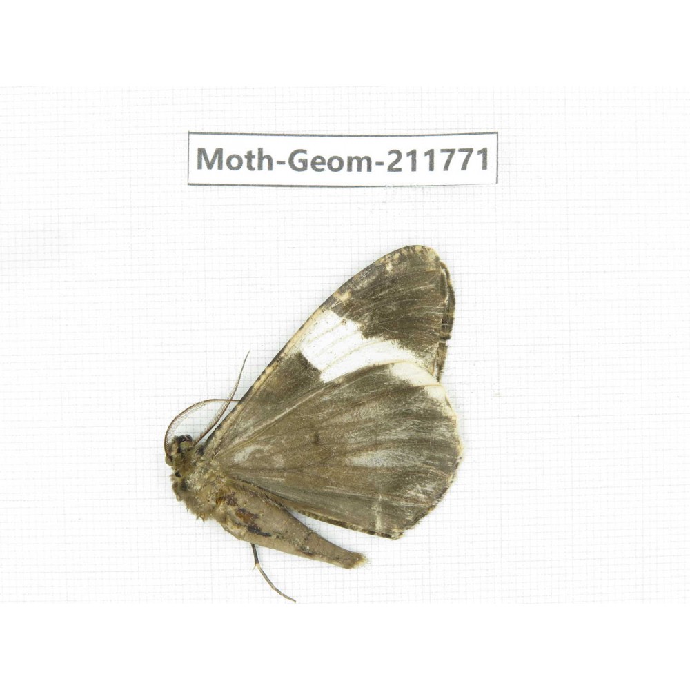 Geometridae sp. China, Yunnan, Nujiang, N of Mt.Biluoxueshan.1Pcs. Moth-Geom-211771.