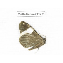 Geometridae sp. China, Yunnan, Nujiang, N of Mt.Biluoxueshan.1Pcs. Moth-Geom-211771.