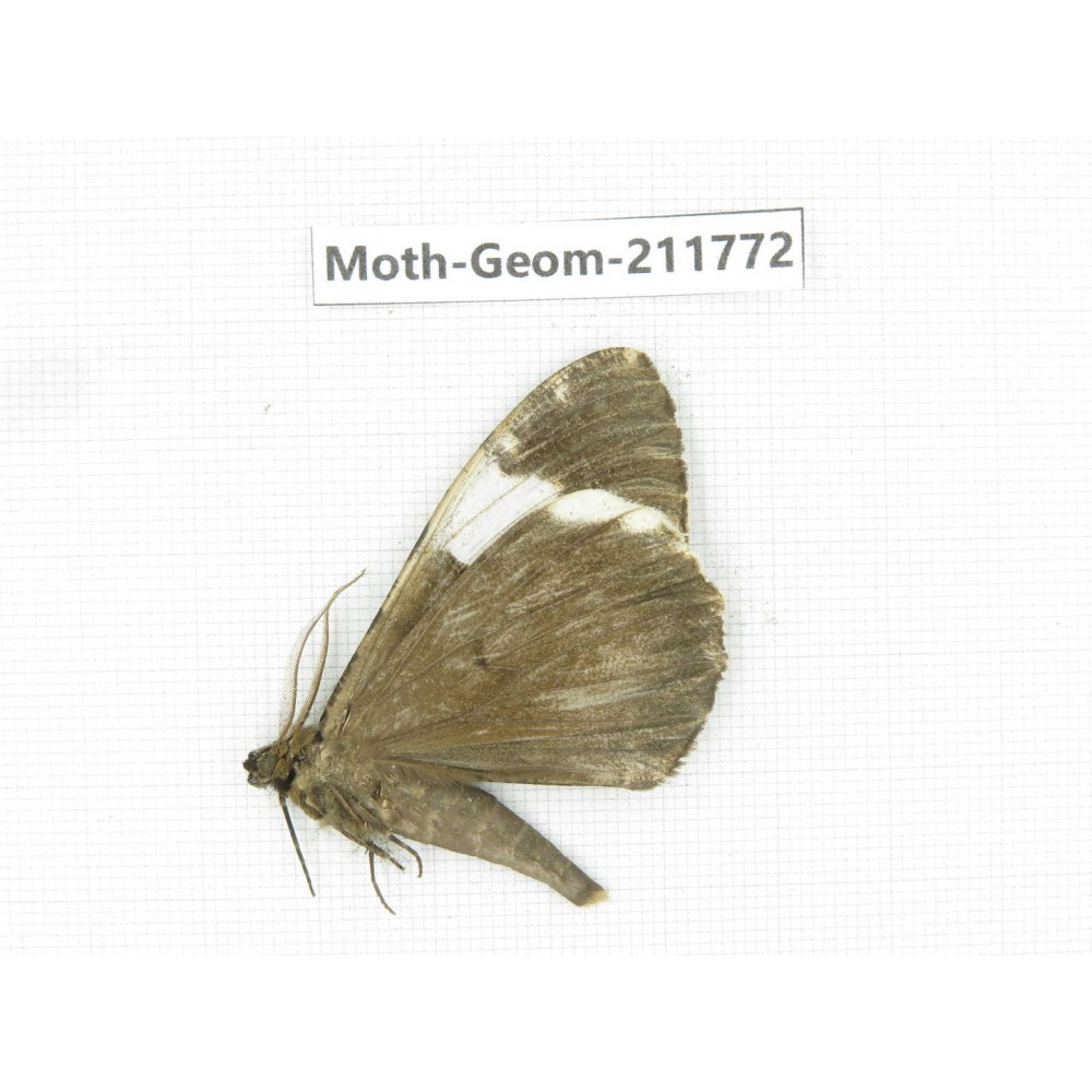Geometridae sp. China, Yunnan, Nujiang, N of Mt.Biluoxueshan.1Pcs. Moth-Geom-211772.