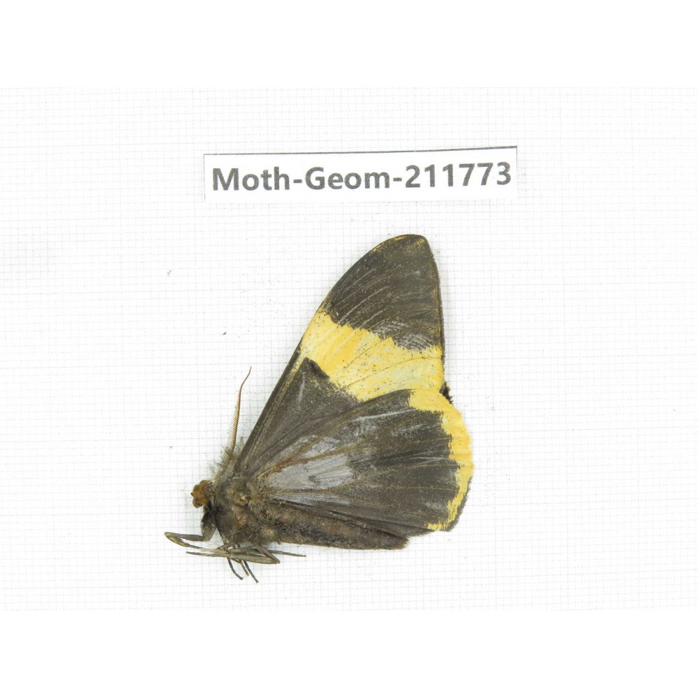 Geometridae sp. China, Yunnan, Nujiang, N of Mt.Biluoxueshan.1Pcs. Moth-Geom-211773.