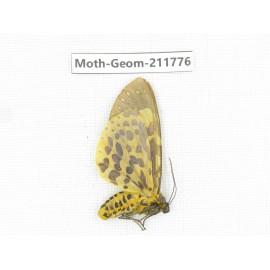 Geometridae sp. China, Yunnan, Nujiang, N of Mt.Biluoxueshan.1Pcs. Moth-Geom-211776.