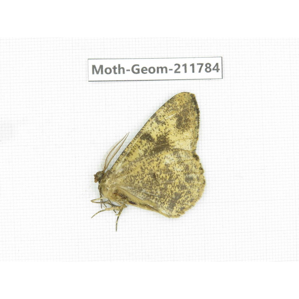 Geometridae sp. China, Yunnan, Nujiang, N of Mt.Biluoxueshan.1Pcs. Moth-Geom-211784.
