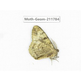 Geometridae sp. China, Yunnan, Nujiang, N of Mt.Biluoxueshan.1Pcs. Moth-Geom-211784.
