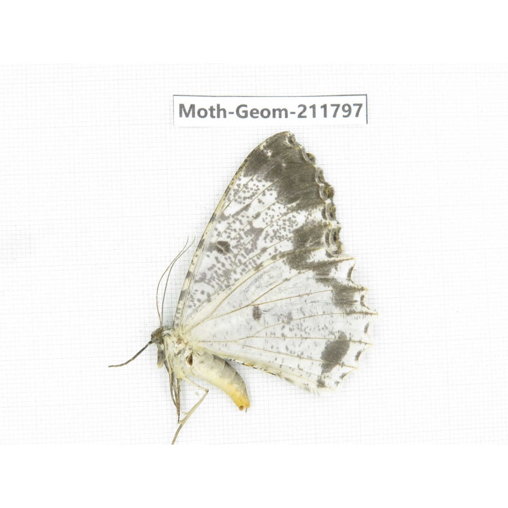 Geometridae sp. China, Yunnan, Nujiang, N of Mt.Biluoxueshan.1Pcs. Moth-Geom-211797.