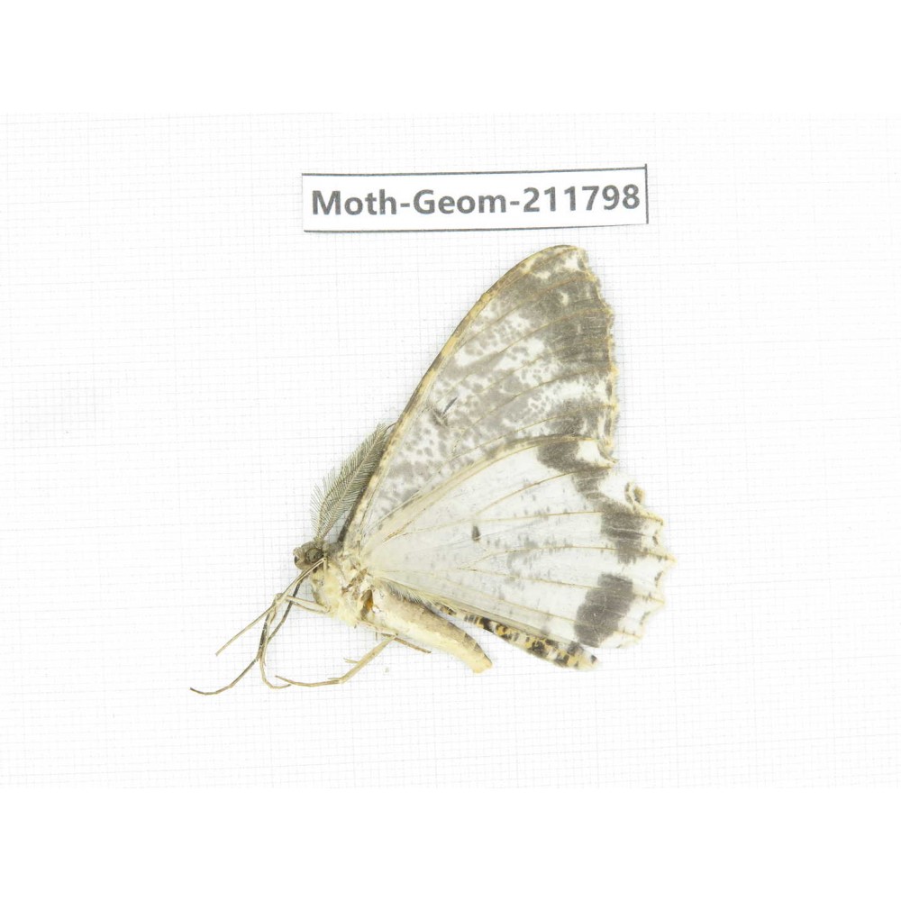 Geometridae sp. China, Yunnan, Nujiang, N of Mt.Biluoxueshan.1Pcs. Moth-Geom-211798.