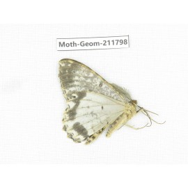 Geometridae sp. China, Yunnan, Nujiang, N of Mt.Biluoxueshan.1Pcs. Moth-Geom-211798.