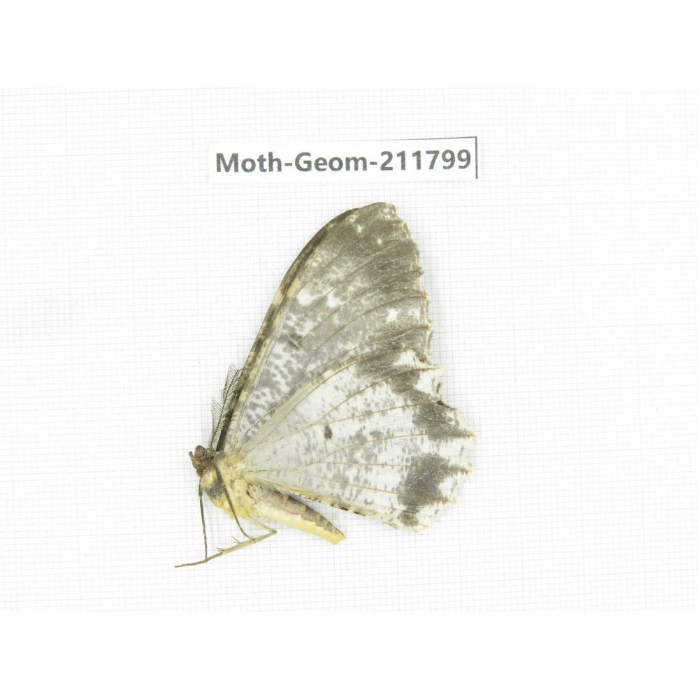 Geometridae sp. China, Yunnan, Nujiang, N of Mt.Biluoxueshan.1Pcs. Moth-Geom-211799.