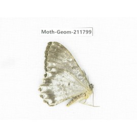 Geometridae sp. China, Yunnan, Nujiang, N of Mt.Biluoxueshan.1Pcs. Moth-Geom-211799.