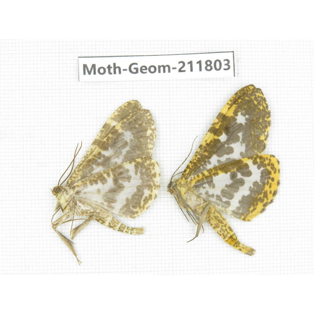 Geometridae sp. China, Yunnan, Nujiang valley, N of Mt.Biluoxueshan. 2Pcs. Moth-Geom-211803.
