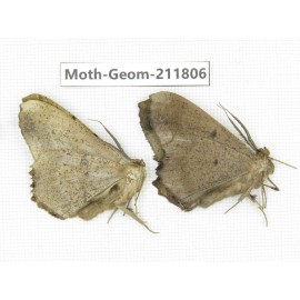 Geometridae sp. China, Yunnan, Nujiang valley, N of Mt.Biluoxueshan. 2Pcs. Moth-Geom-211806.