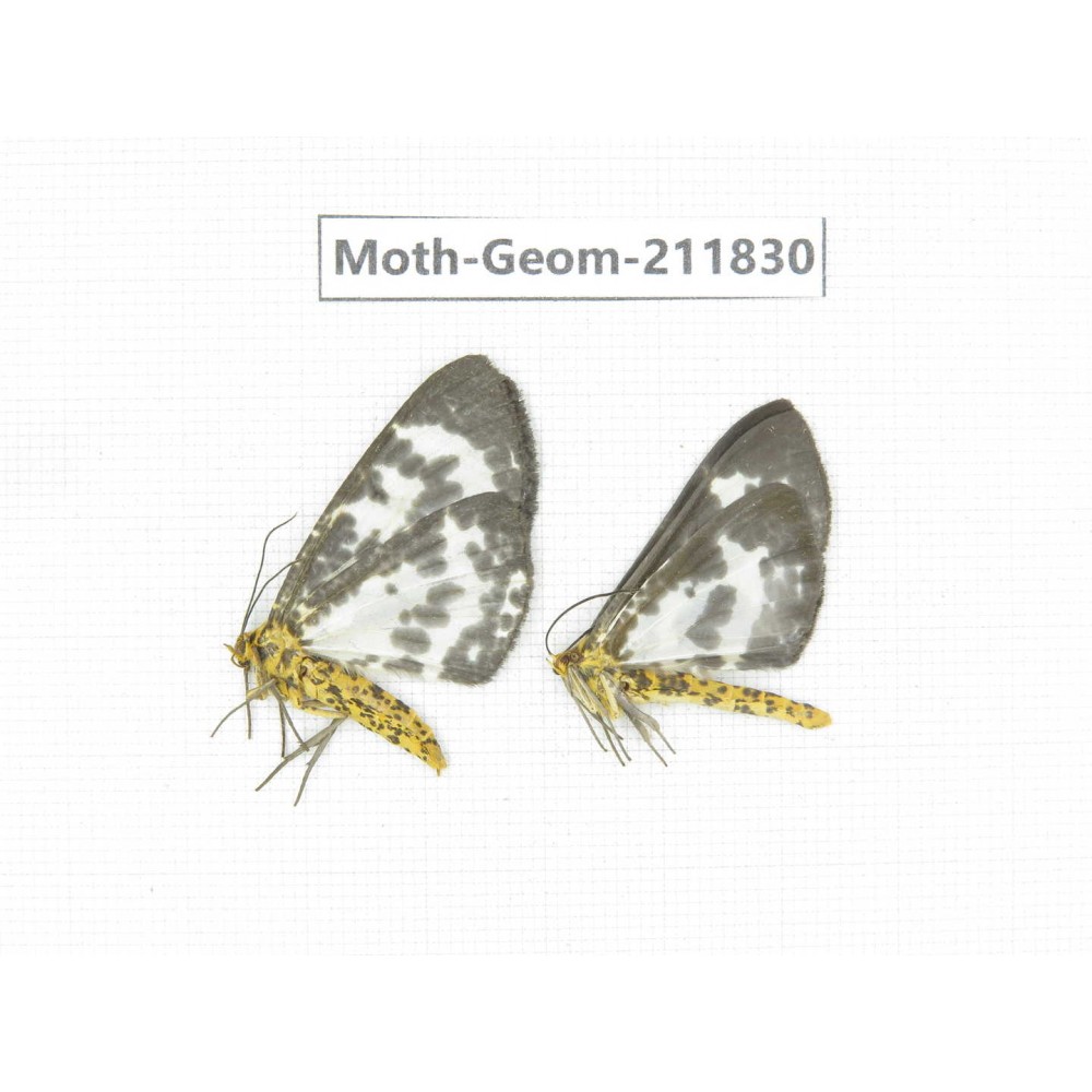 Geometridae sp. China, Yunnan, Nujiang valley, N of Mt.Biluoxueshan. 2Pcs. Moth-Geom-211830.