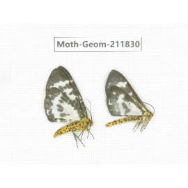 Geometridae sp. China, Yunnan, Nujiang valley, N of Mt.Biluoxueshan. 2Pcs. Moth-Geom-211830.