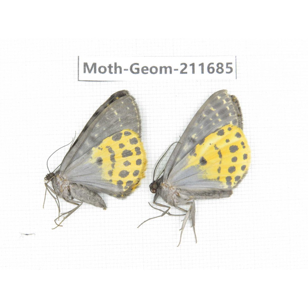 Geometridae sp. China, Yunnan, Xiangerila, Chongjianghe village. 2Pcs. Moth-Geom-211685.