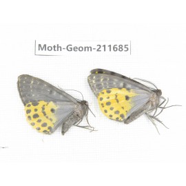 Geometridae sp. China, Yunnan, Xiangerila, Chongjianghe village. 2Pcs. Moth-Geom-211685.
