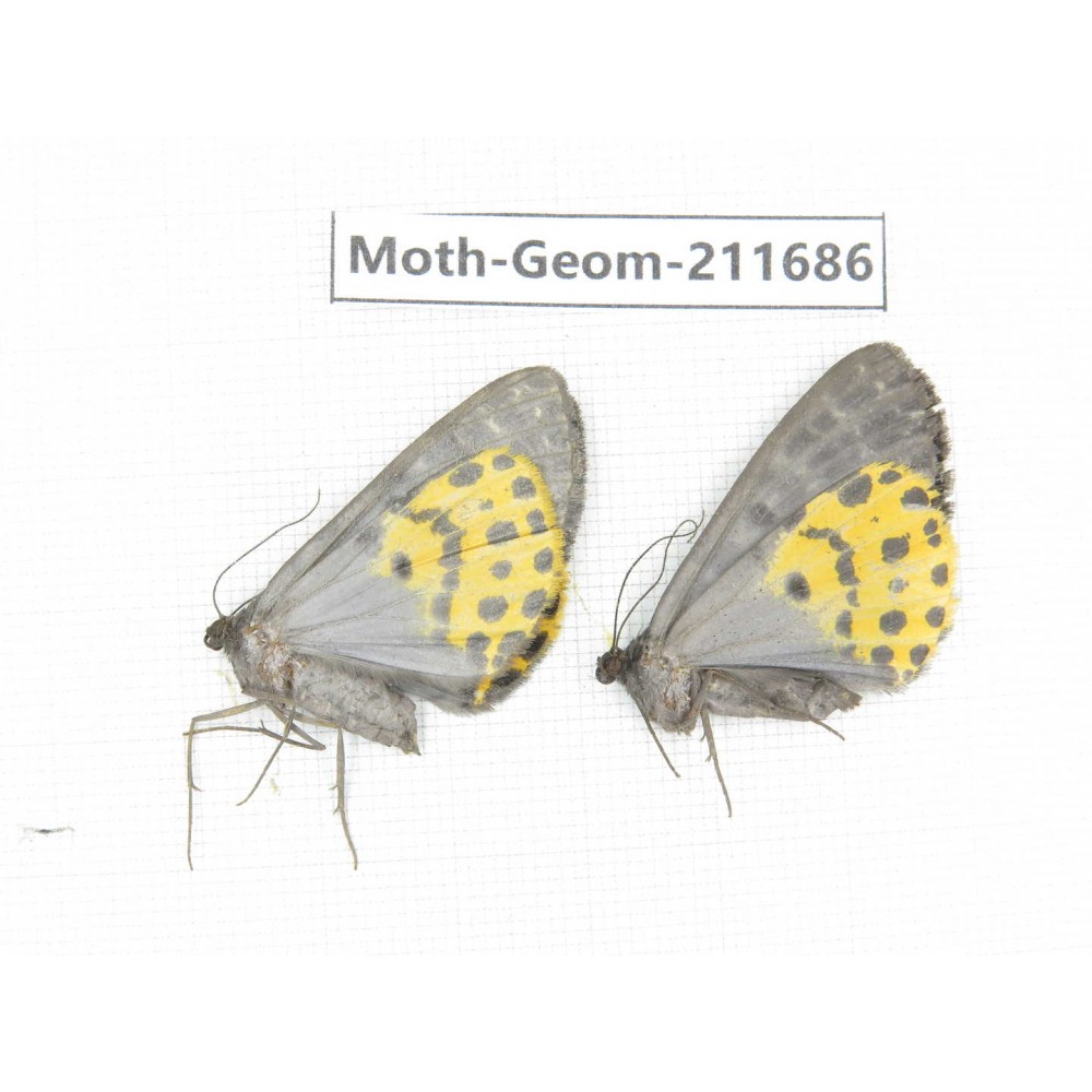 Geometridae sp. China, Yunnan, Xiangerila, Chongjianghe village. 2Pcs. Moth-Geom-211686.