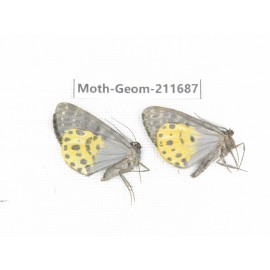 Geometridae sp. China, Yunnan, Xiangerila, Chongjianghe village. 2Pcs. Moth-Geom-211687.