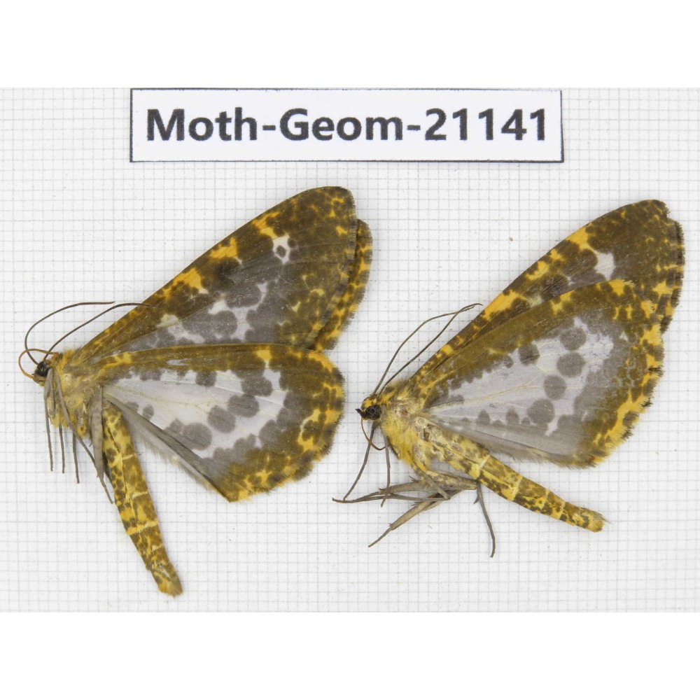 Geometridae sp. China, Yunnan, Xiangerila, S of Weixi county. 2Pcs. Moth-Geom-21141.